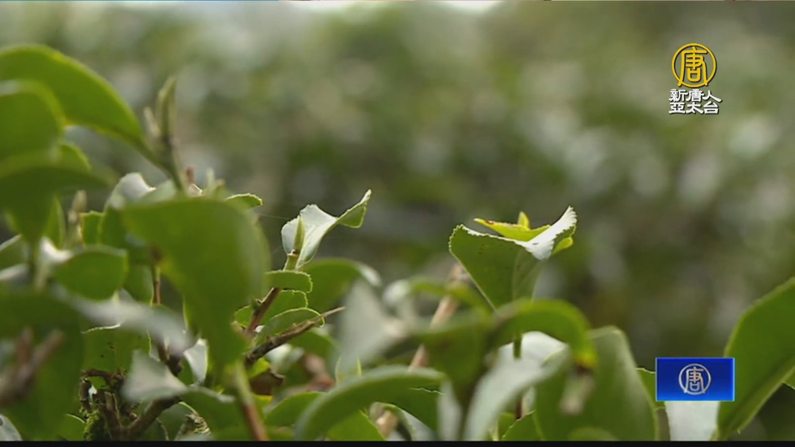 茶鄉坪林冬茶上市 祭出5倍好茶券盼帶動觀光