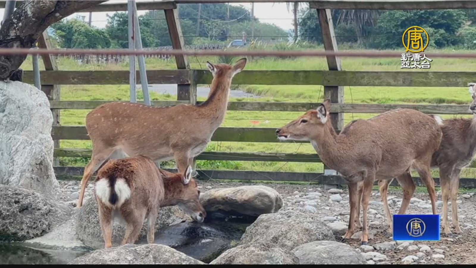 花蓮台開心農場12月15日熄燈 董座邱于芸不捨道別