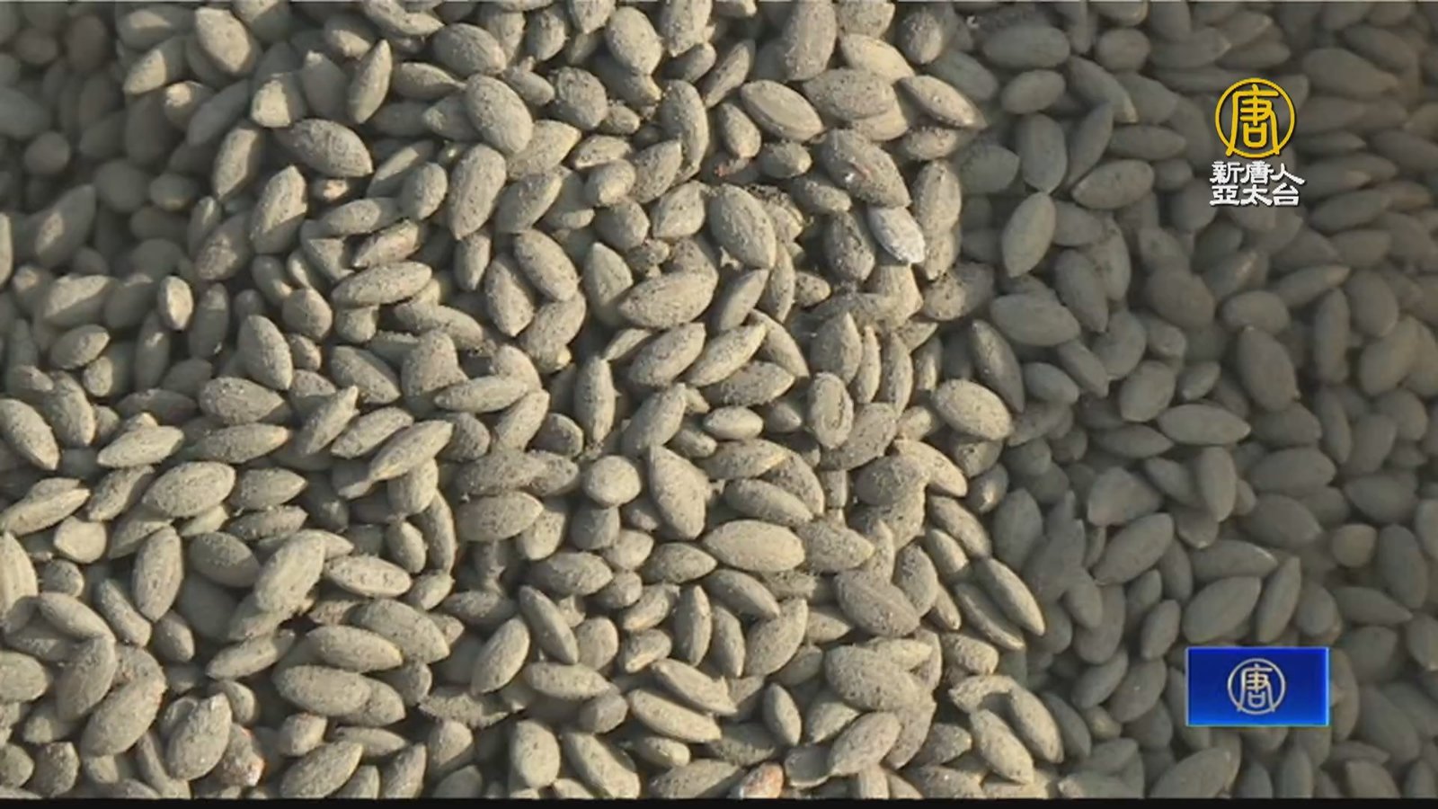 稻種「披覆鐵粉」防鳥啄食 取代泡農藥.保育生態