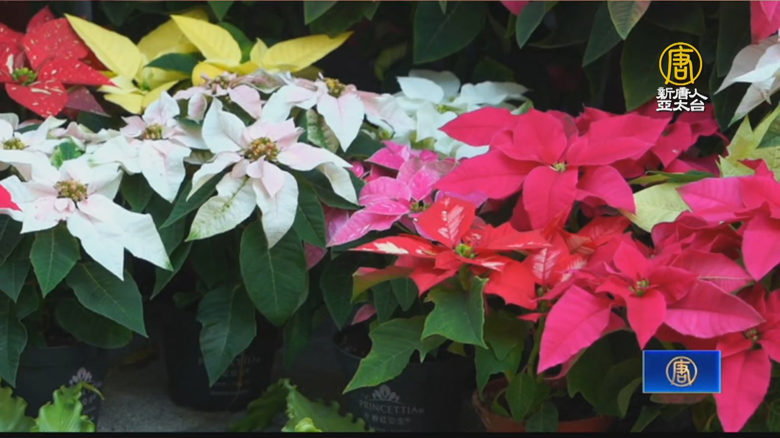 14種履歷聖誕紅 科博館植物園繽紛亮相