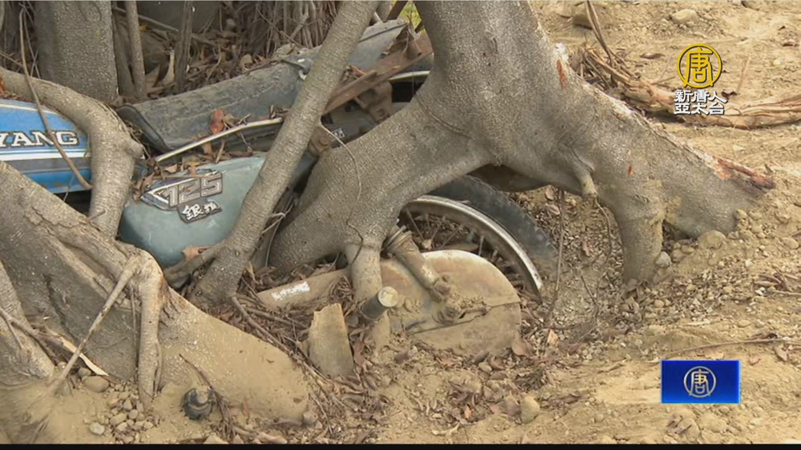 台中國漫館奇特「樹吞機車」 盼保留成景點