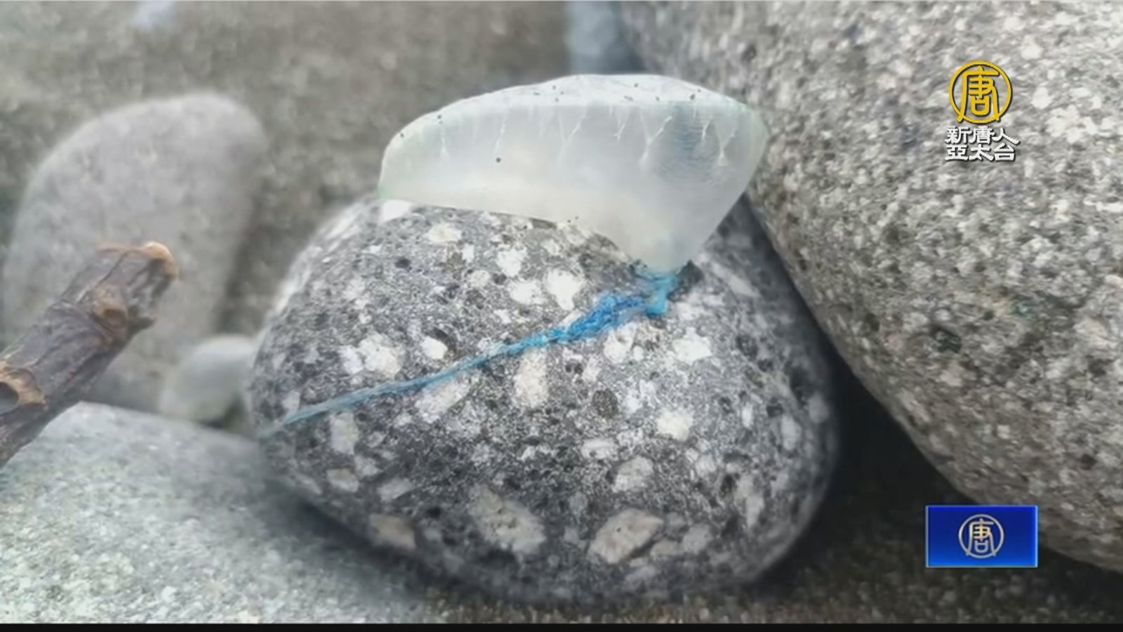 別碰!世界第三毒「僧帽水母」台東出海口現蹤