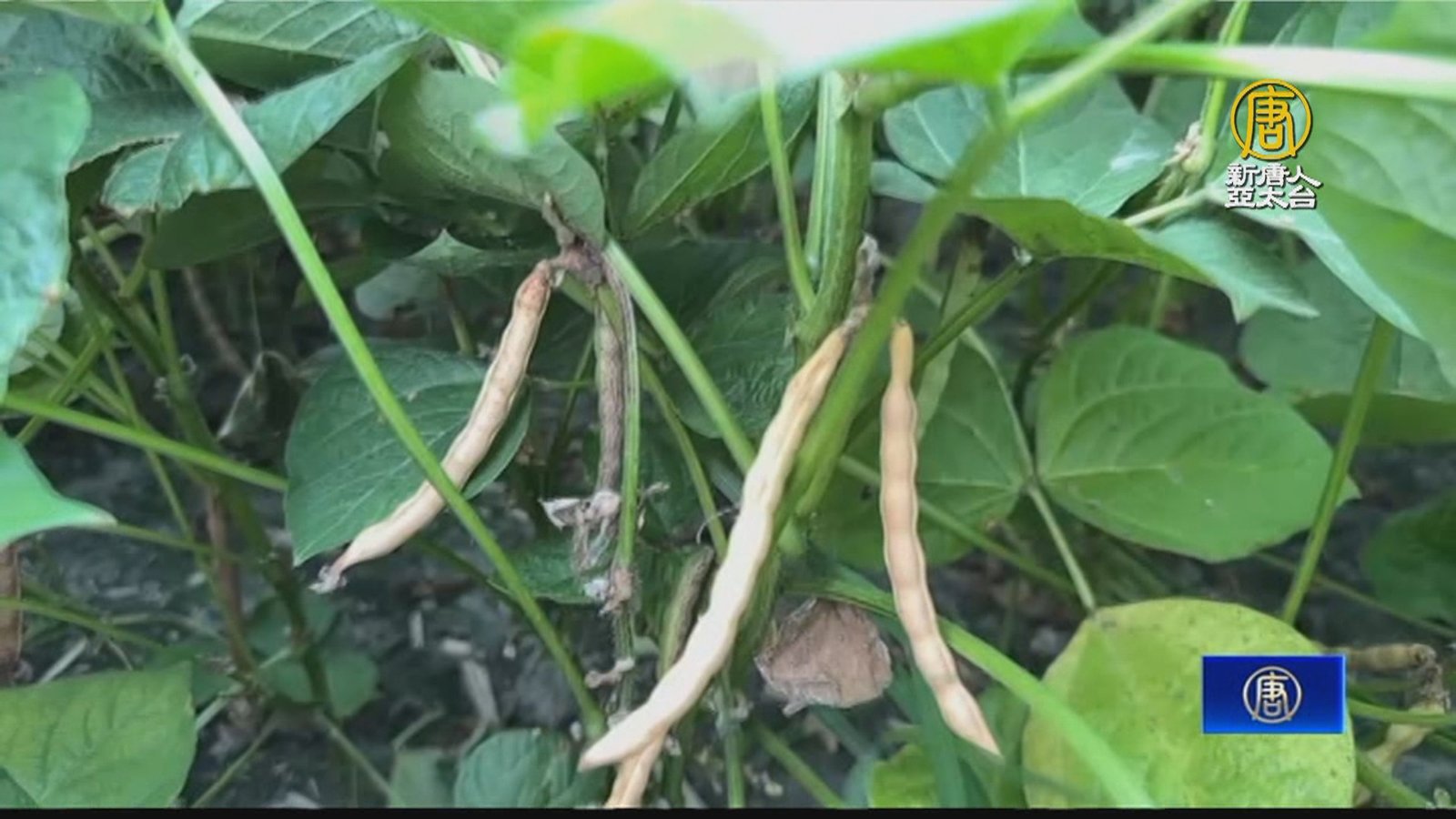 天氣太熱萬丹紅豆不結莢 農民憂心盼政府幫忙