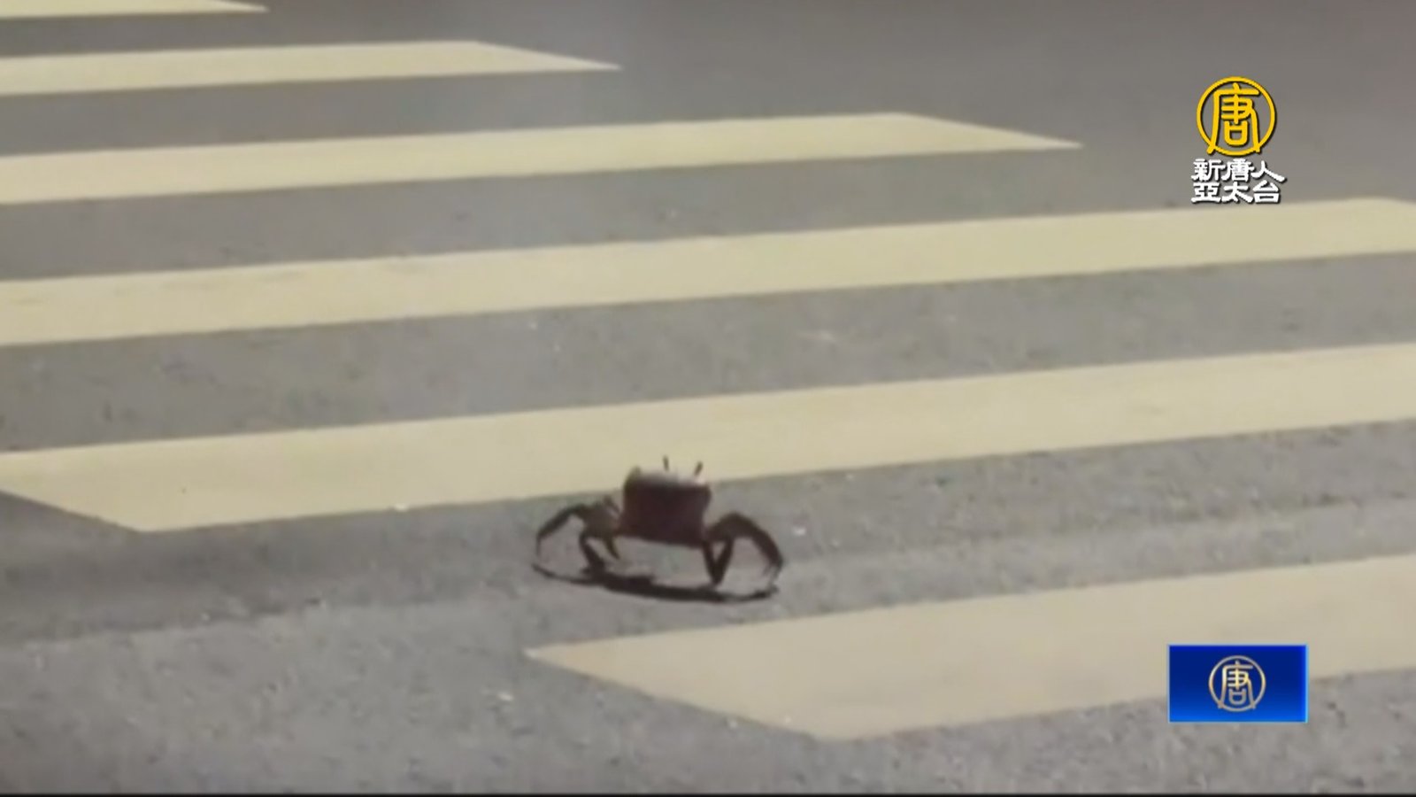 螃蟹過馬路「走斑馬線」引熱議 背後藏生態危機