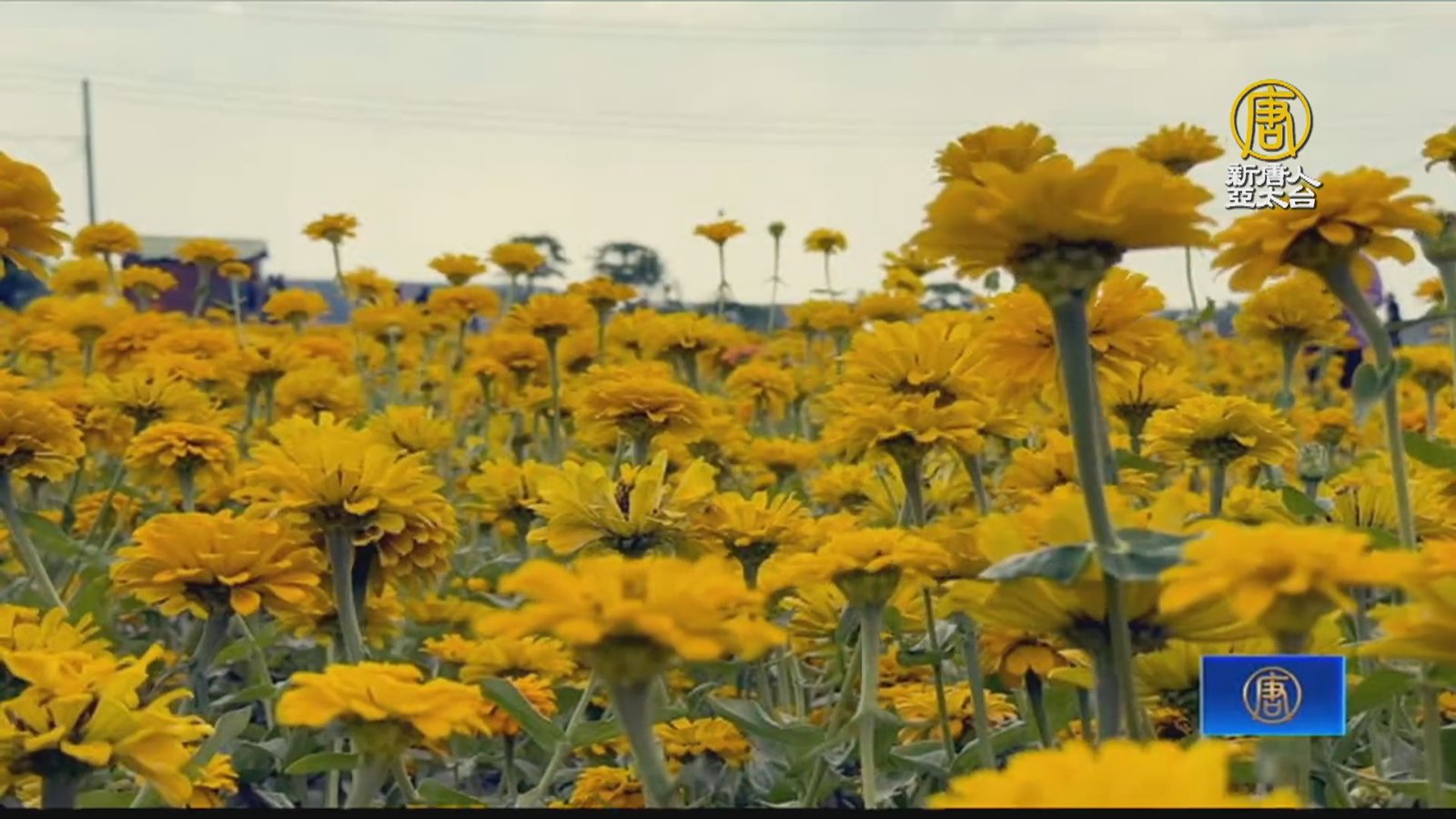 冬季限定花海! 嘉義市18公頃花海繽紛綻放