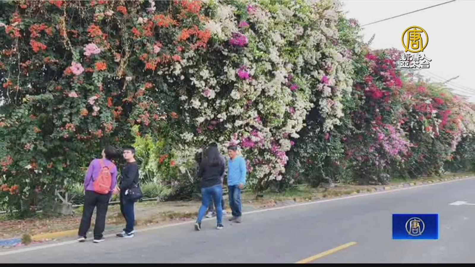 彰化「九重葛花牆」打造異國風 吸引遊客打卡拍照