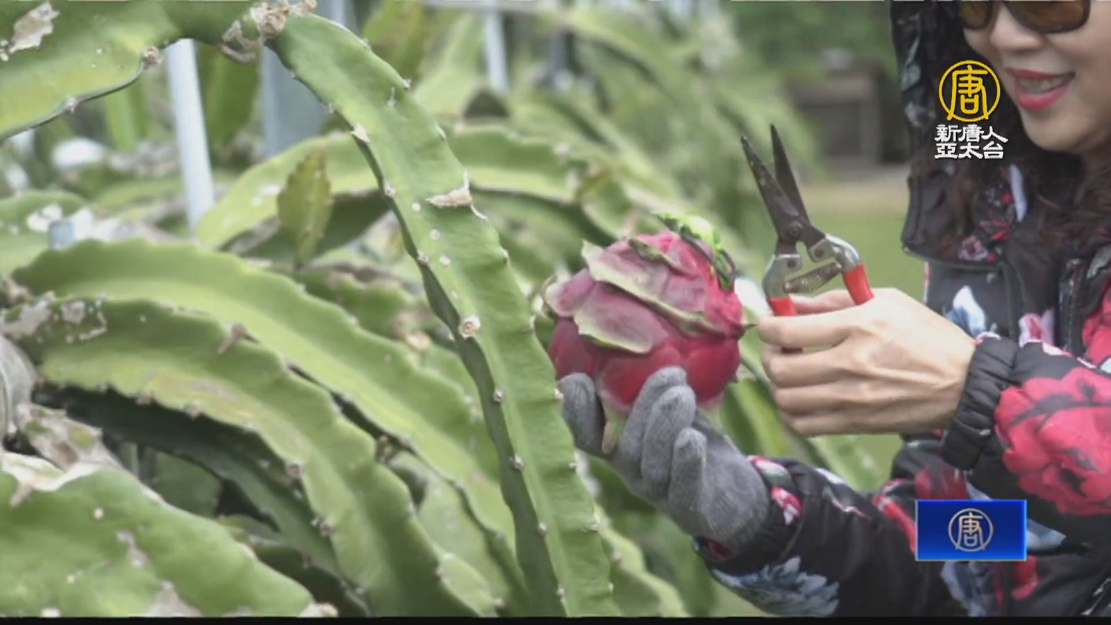 台東小農開發農遊新玩法 讓民眾體驗農業特色