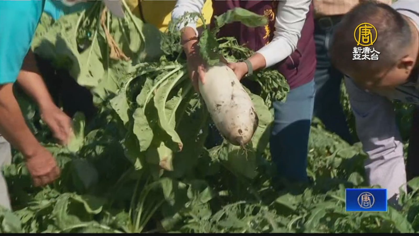 彰化田尾客家蘿蔔節 9日海豐村開跑