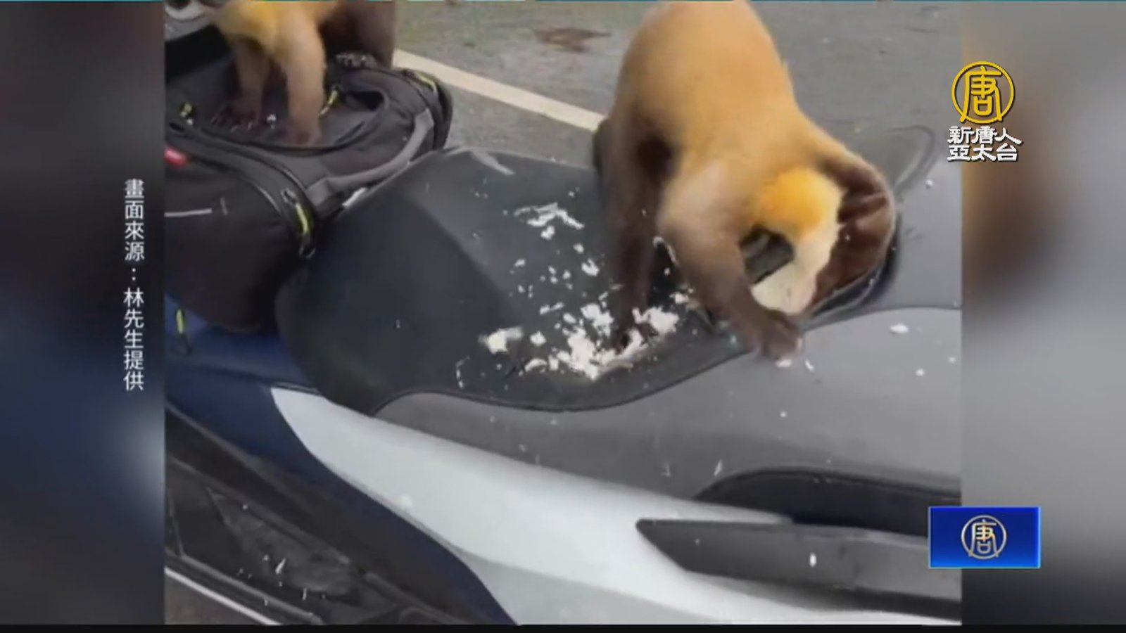 大膽「貂」民出沒 黃喉貂疑覓食挖破重機坐墊