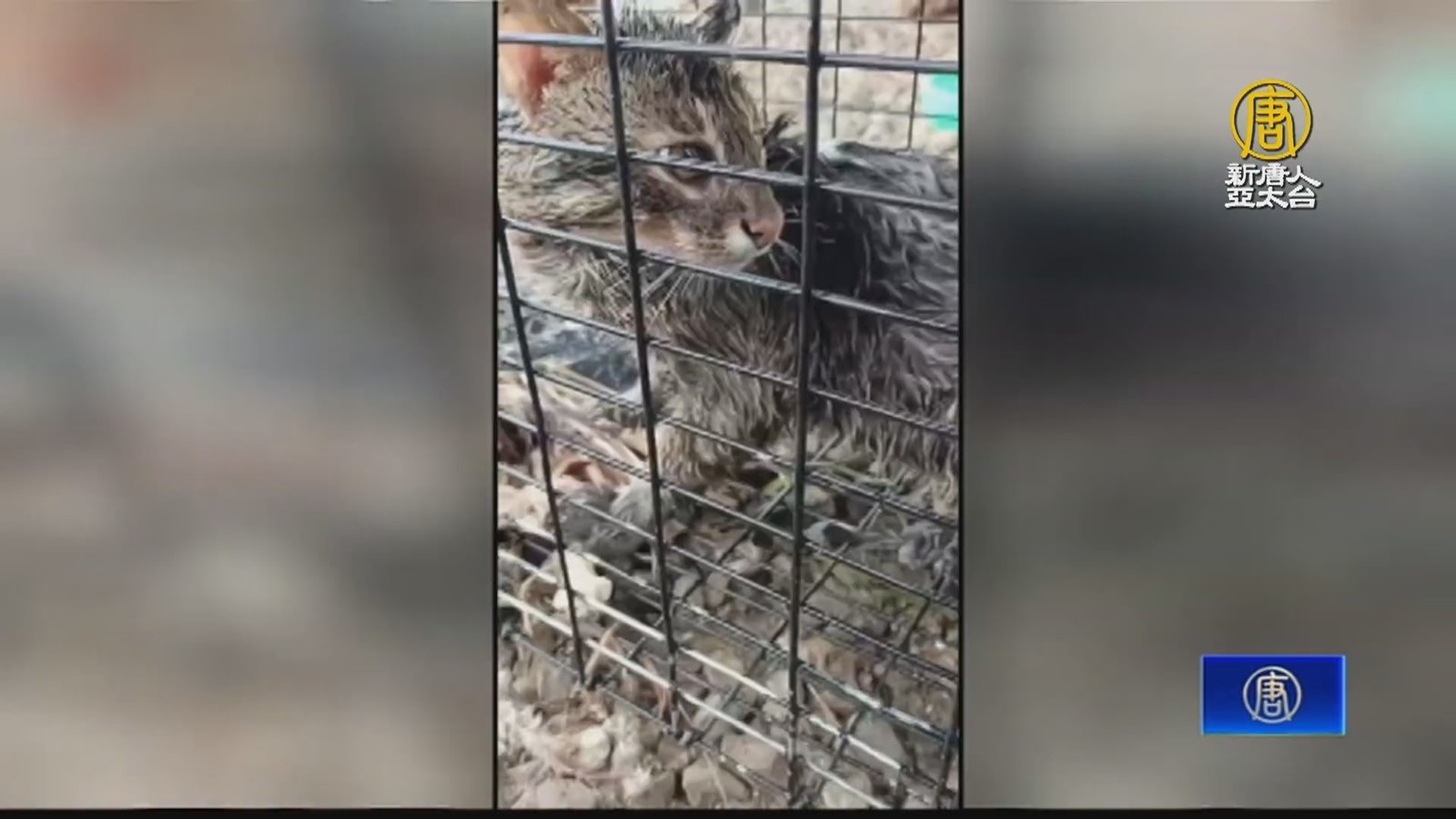 石虎闖苗栗農場雞舍 經誘捕落網將擇期野放