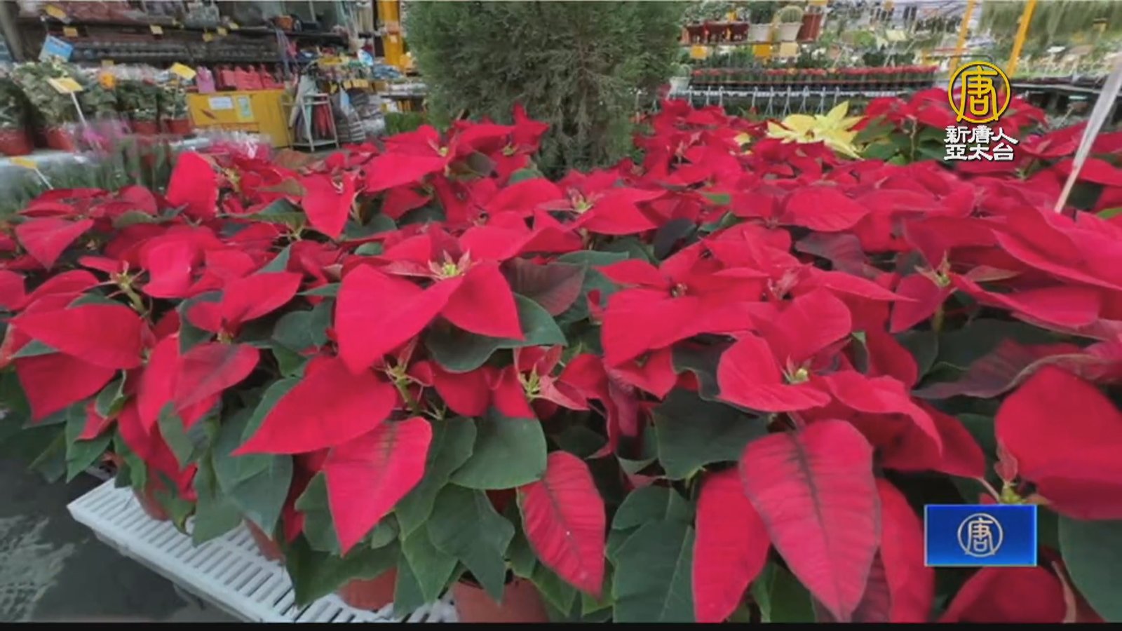 節慶近聖誕紅需求增加 業者教如何挑選