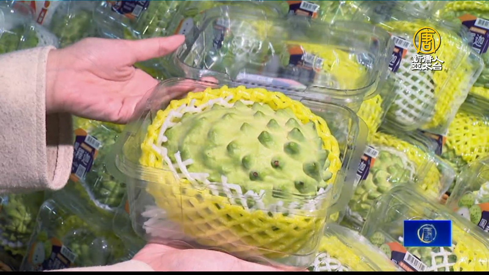 鳳梨釋迦來了 超市搶先開賣「台東綠寶石」