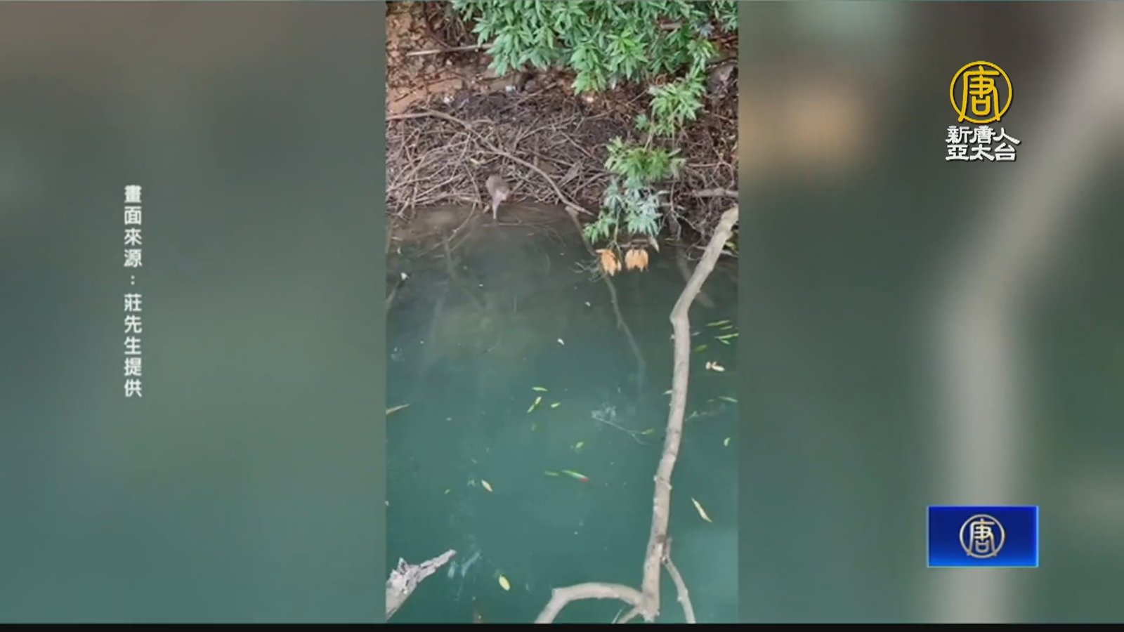 游泳高手!日月潭猴群嬉水潛水畫面曝 民眾驚喜