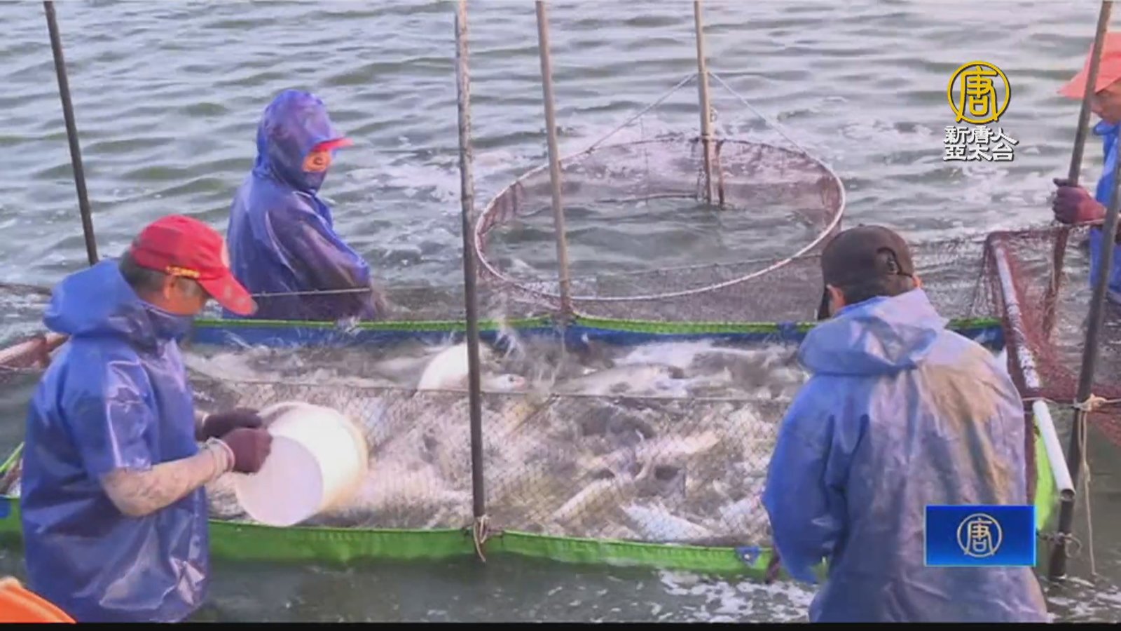 烏金季來了 嘉義布袋養殖烏魚搶「鮮」撈