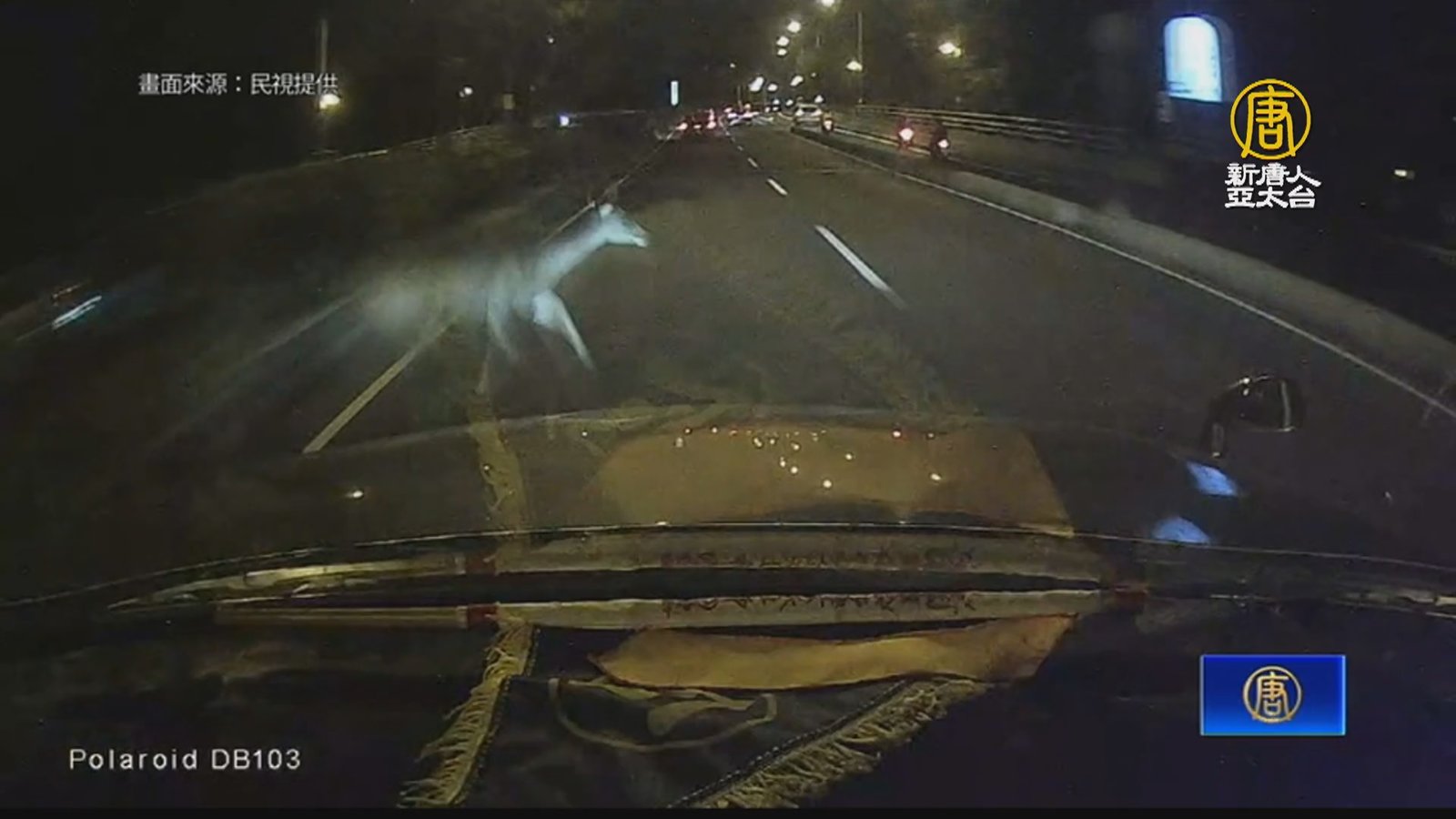 路過要注意水鹿! 彰化東外環道再傳水鹿車禍