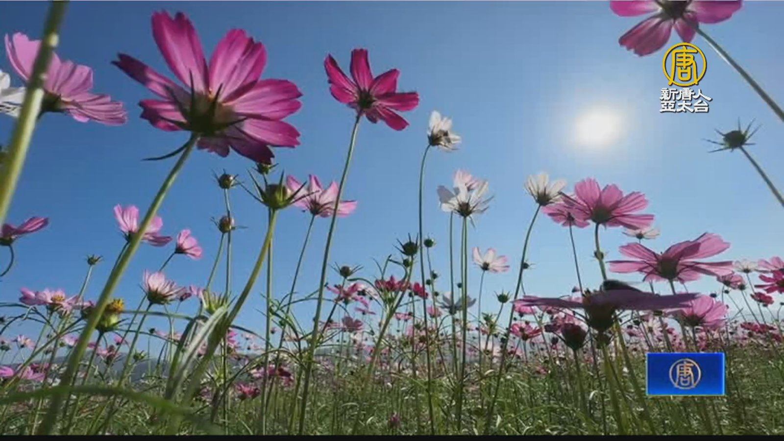 田中望高寮 花海開5成裝置藝術展到聖誕節