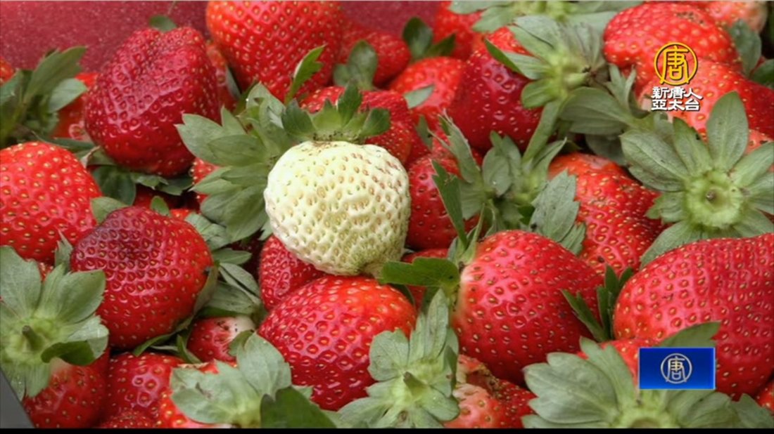 大湖草莓季開跑 元日連假進入盛產期 果實大又甜