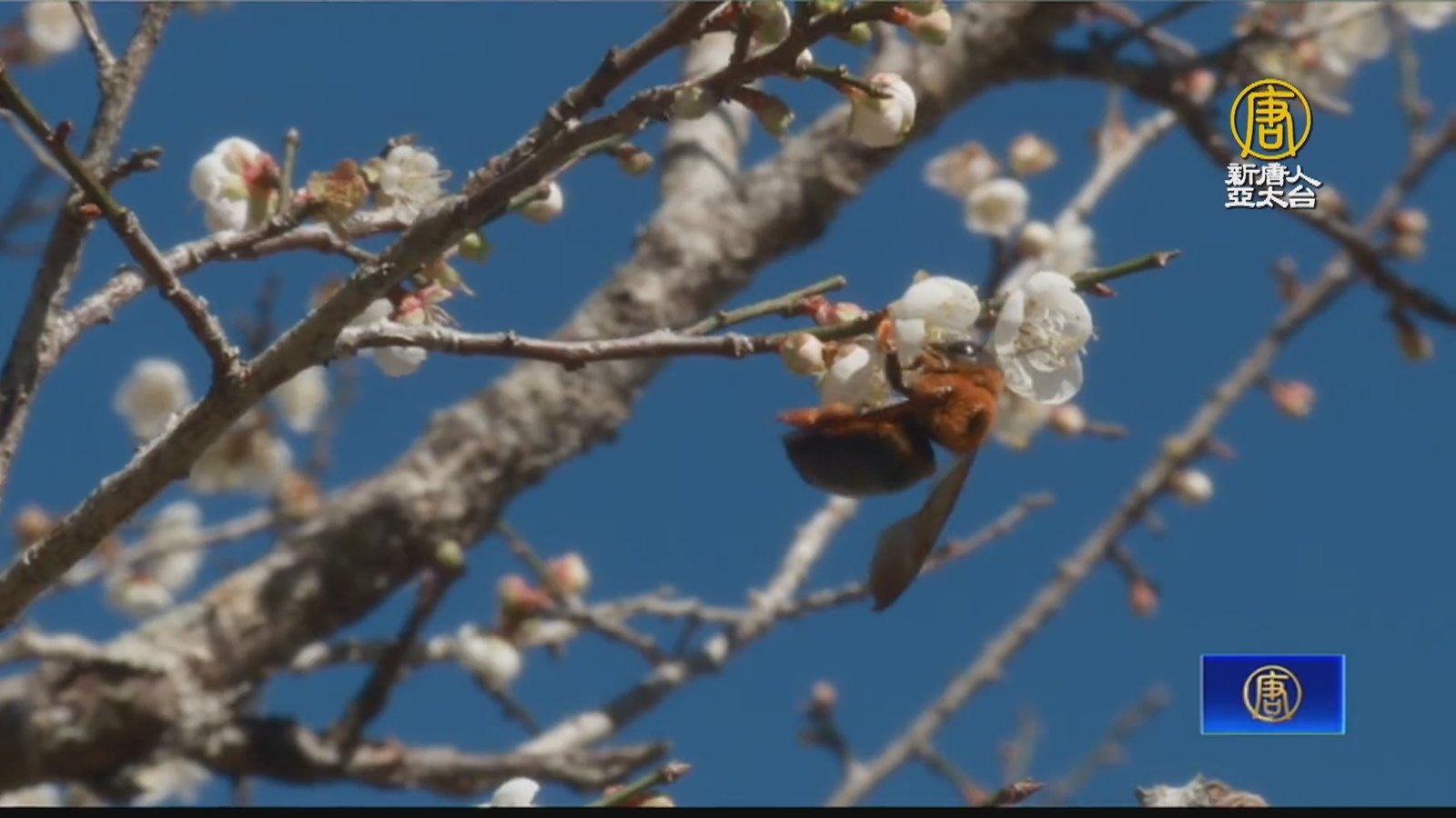 南投九份二山梅花綻放 新年假期賞梅正好