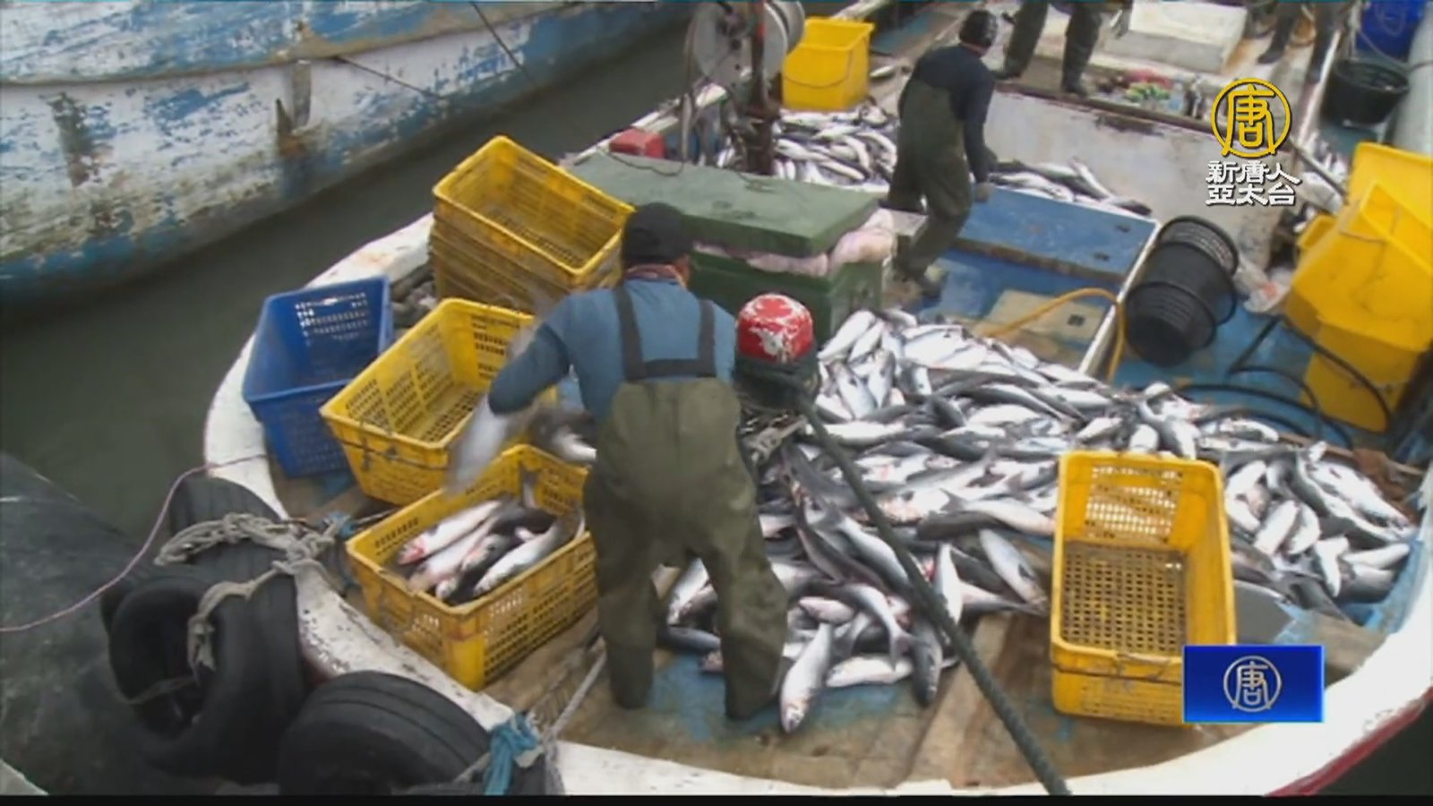 搶「烏金」!彰化漁民搏巨浪 逾4千野生烏魚入港