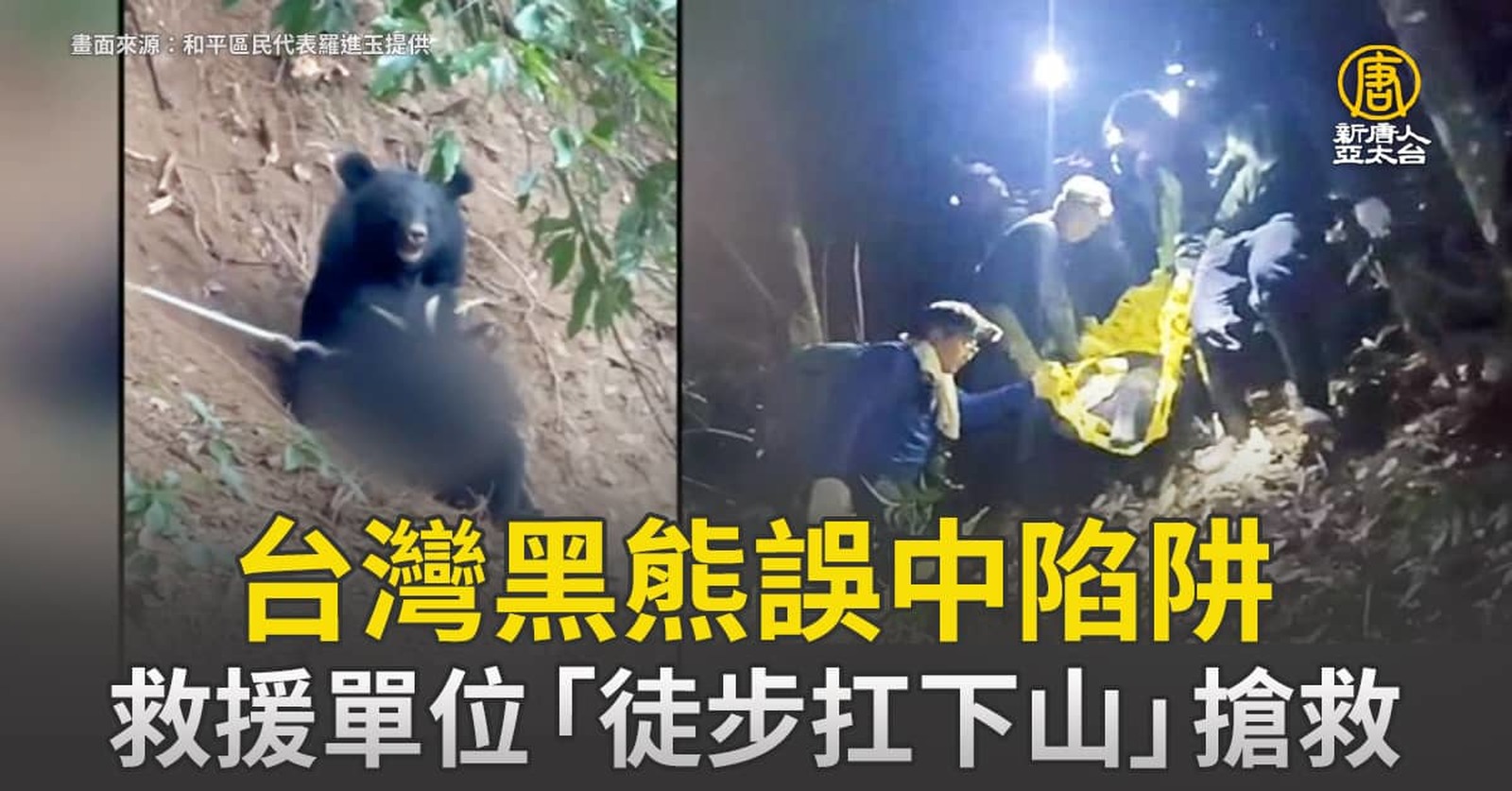 台灣黑熊誤中陷阱 救援單位「徒步扛下山」搶救