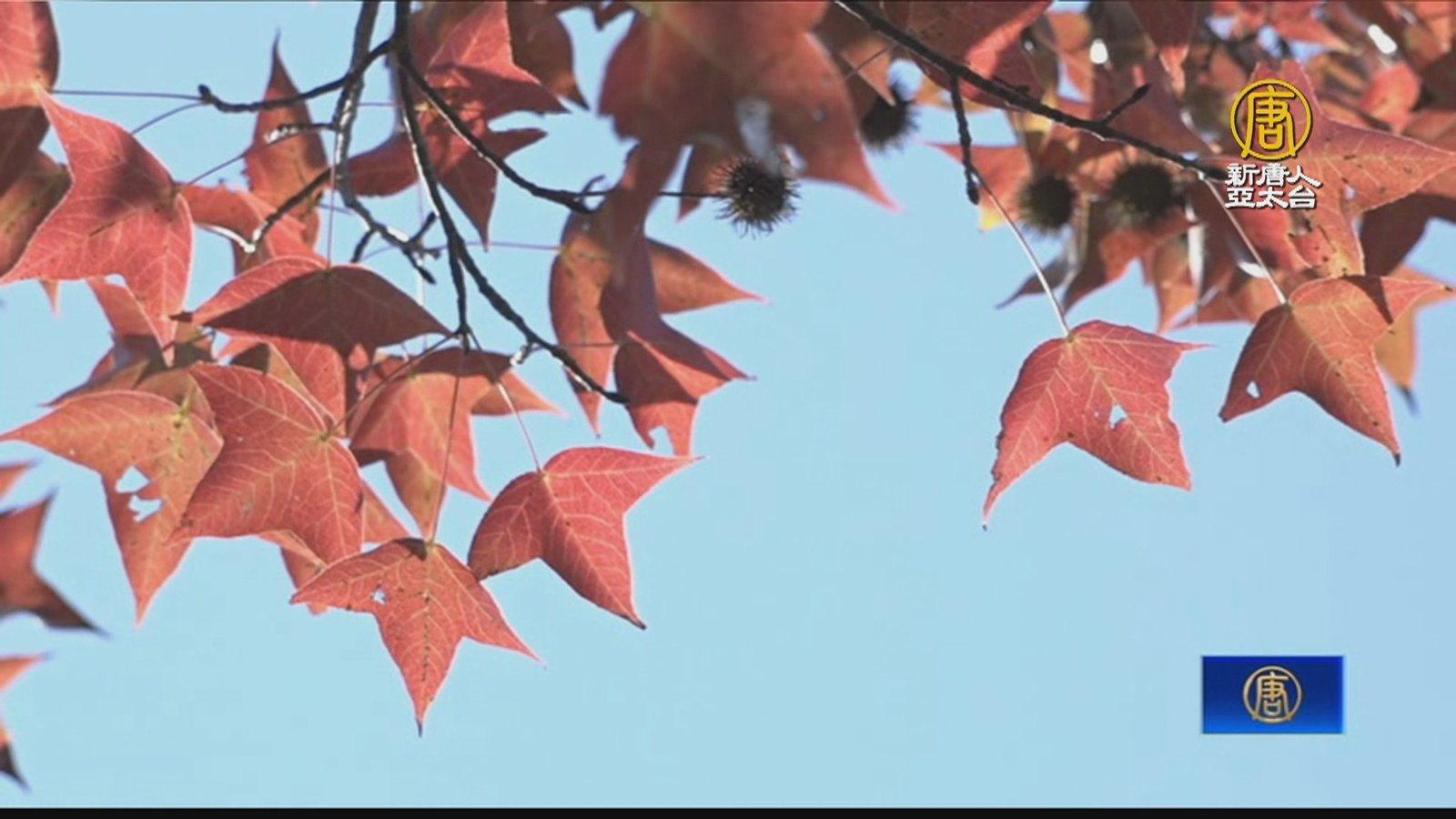 桃園石門水庫迎楓紅 雪白梅花接力綻放