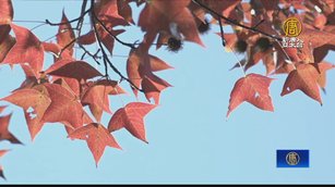 桃園石門水庫迎楓紅 雪白梅花接力綻放
