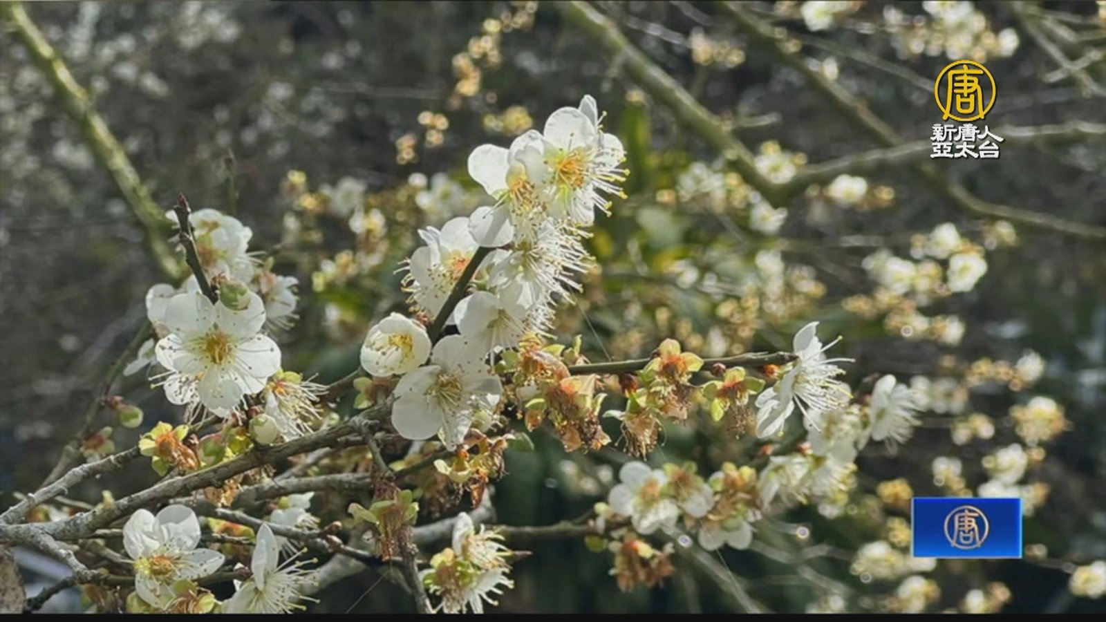 南投信義鄉梅花盛開 吸引遊客拍照打卡