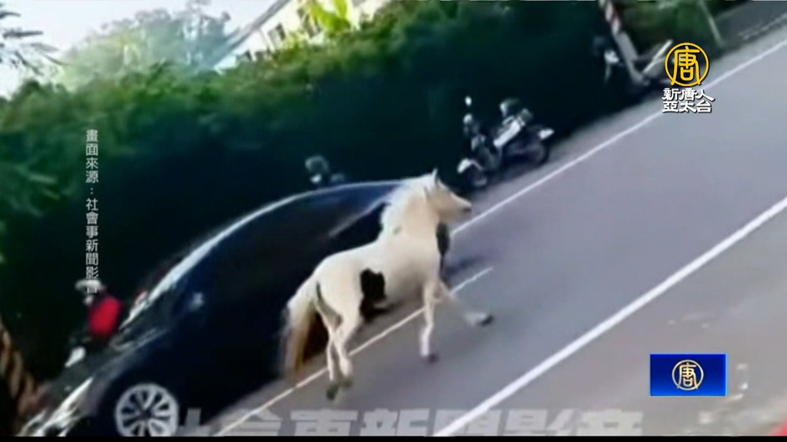 白馬脫逃記!馬兒台南仁德街頭狂奔 飼主再挨罰