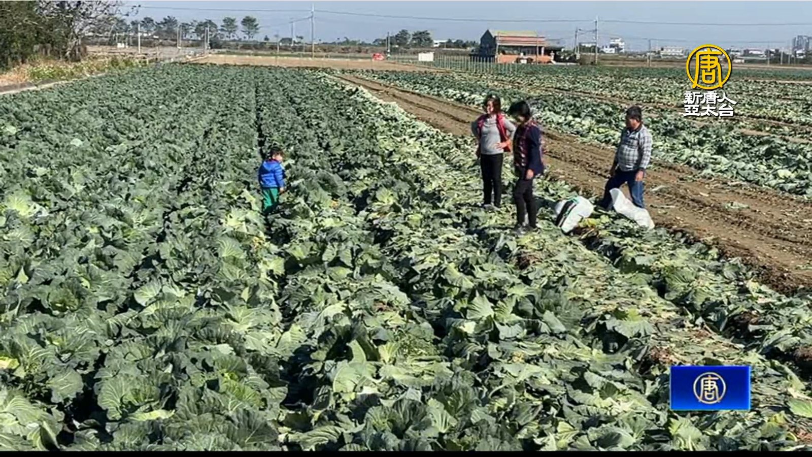 高麗菜供過於求價跌 菜農開放自採「7顆100元」