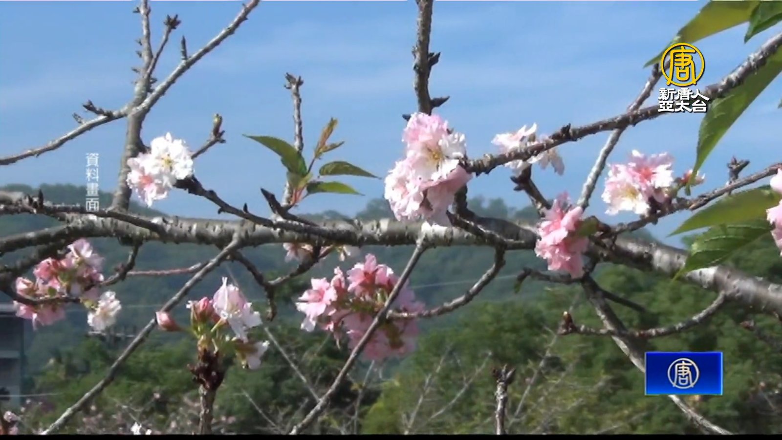南投石馬公園新建工程竣工 重啟鹿谷賞櫻之旅