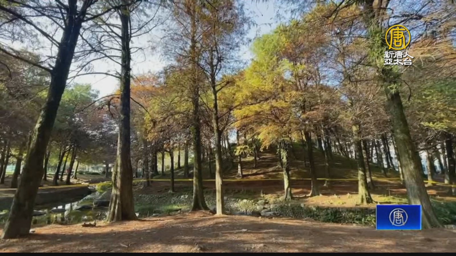 二級保育動物「褐鷹鴞」 現蹤宜蘭羅東公園