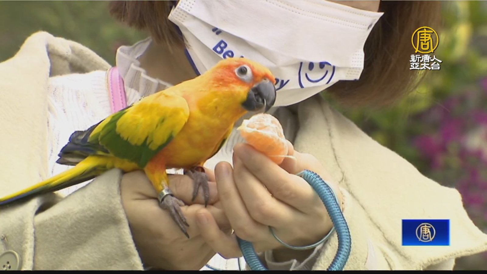 鸚鵡受驚飛離家!警拿橘子誘捕後「順利落網」