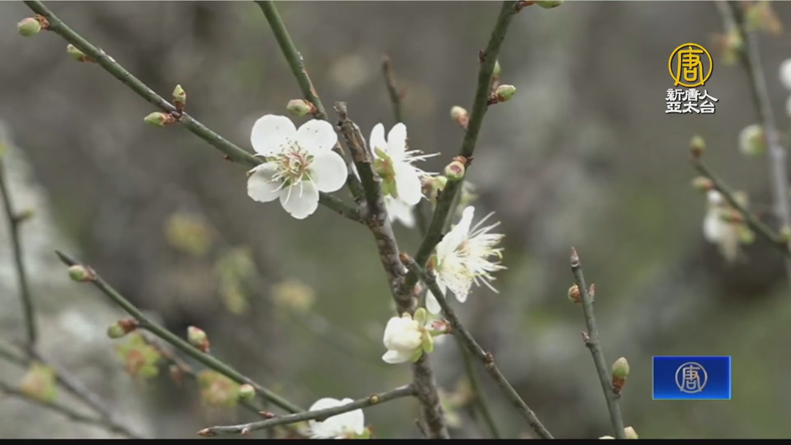 桃園角板山梅花綻開 全台梅花季開跑