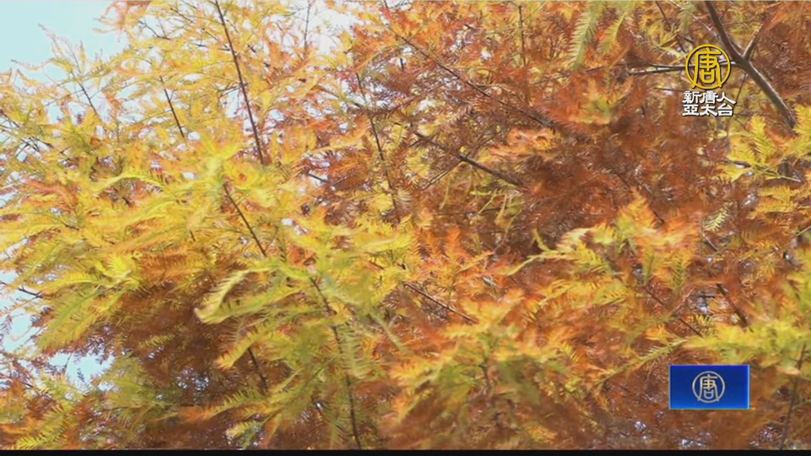 桃園大溪月眉生態公園 落羽松漸層變色了