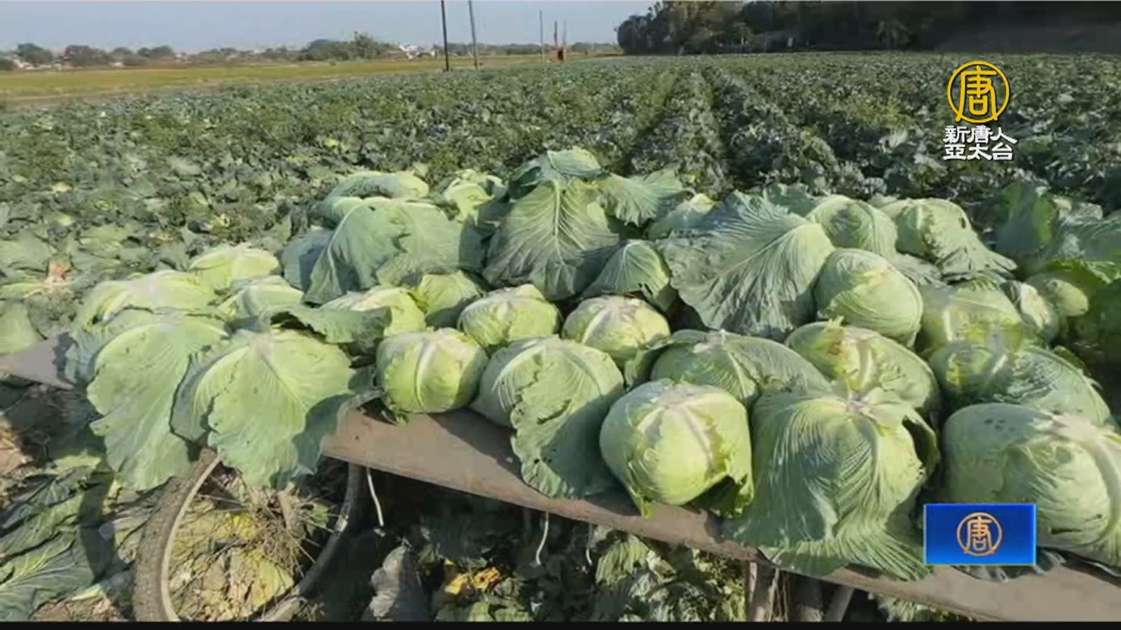 高麗菜價崩盤機關採購相挺 農民開放10元自採