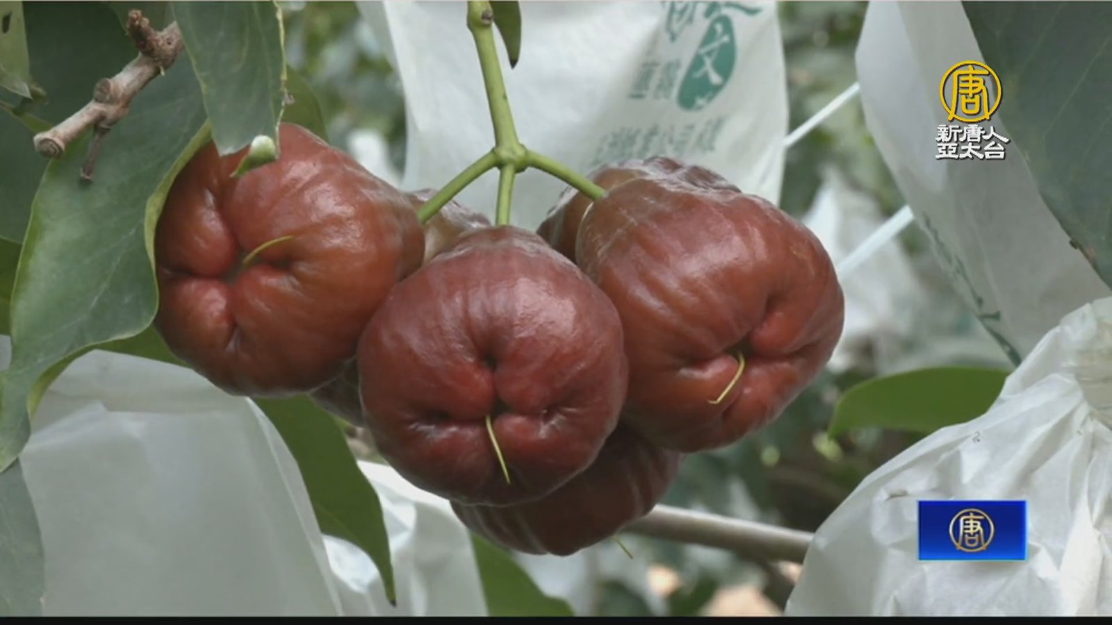 氣候影響屏東蓮霧產出量 過年前量少價格看好