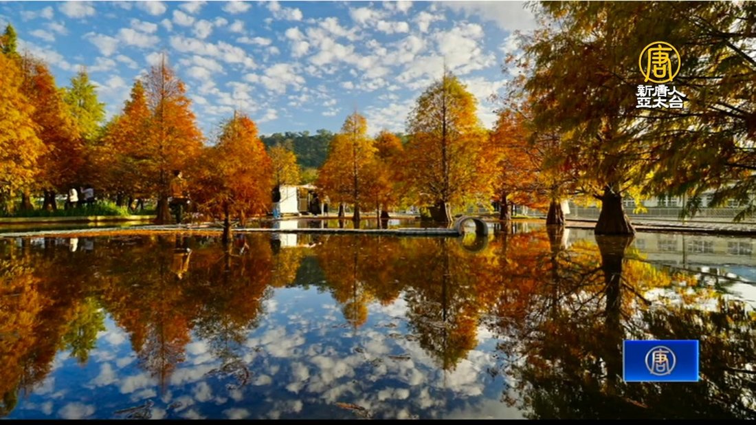 台中泰安落羽松水景映紅 遊客輕鬆拍美照