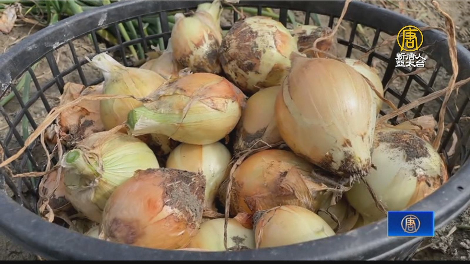 洋蔥插秧期遇颱風攪局 伸港農民嘆成本高產量少