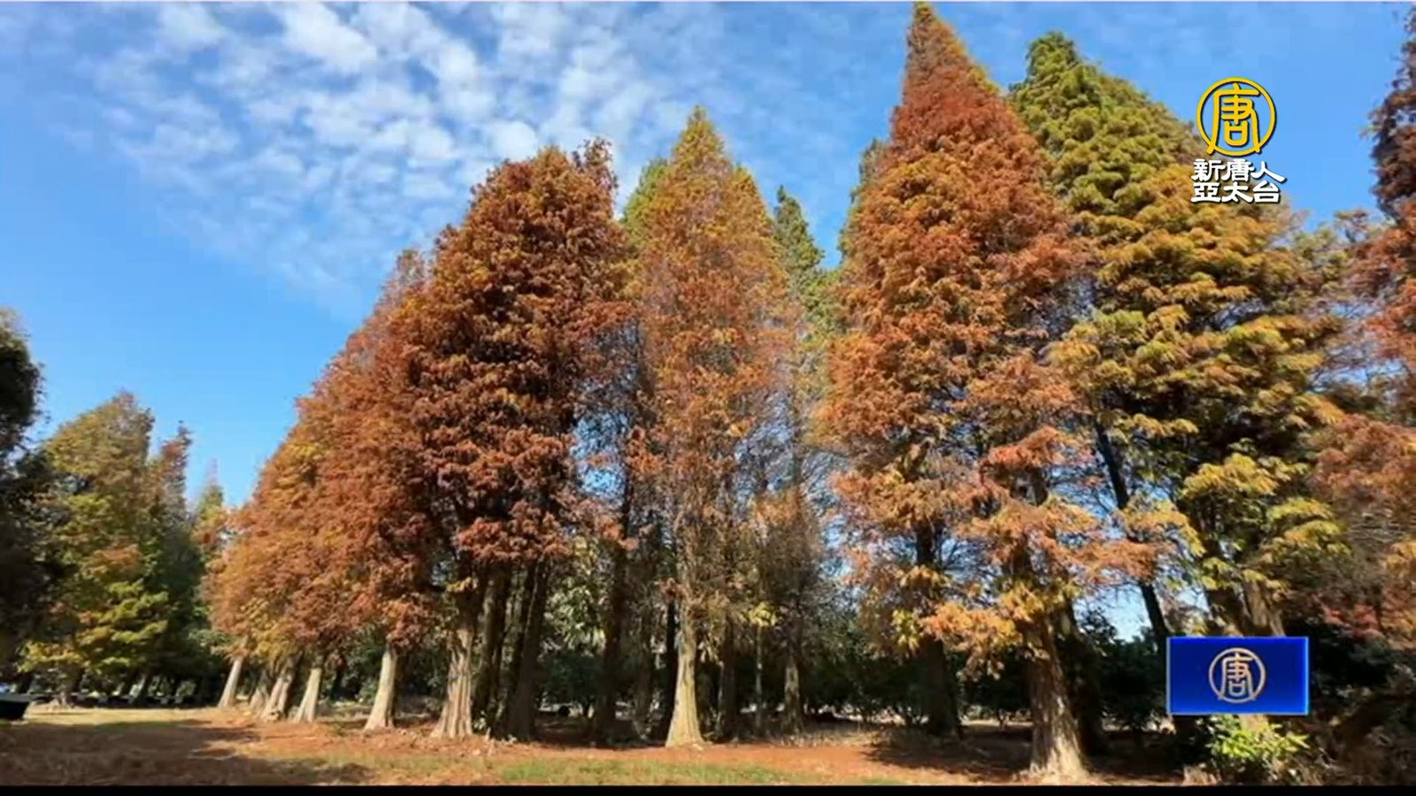 季節限定 嘉義民雄落羽松漸層美景冬日必賞
