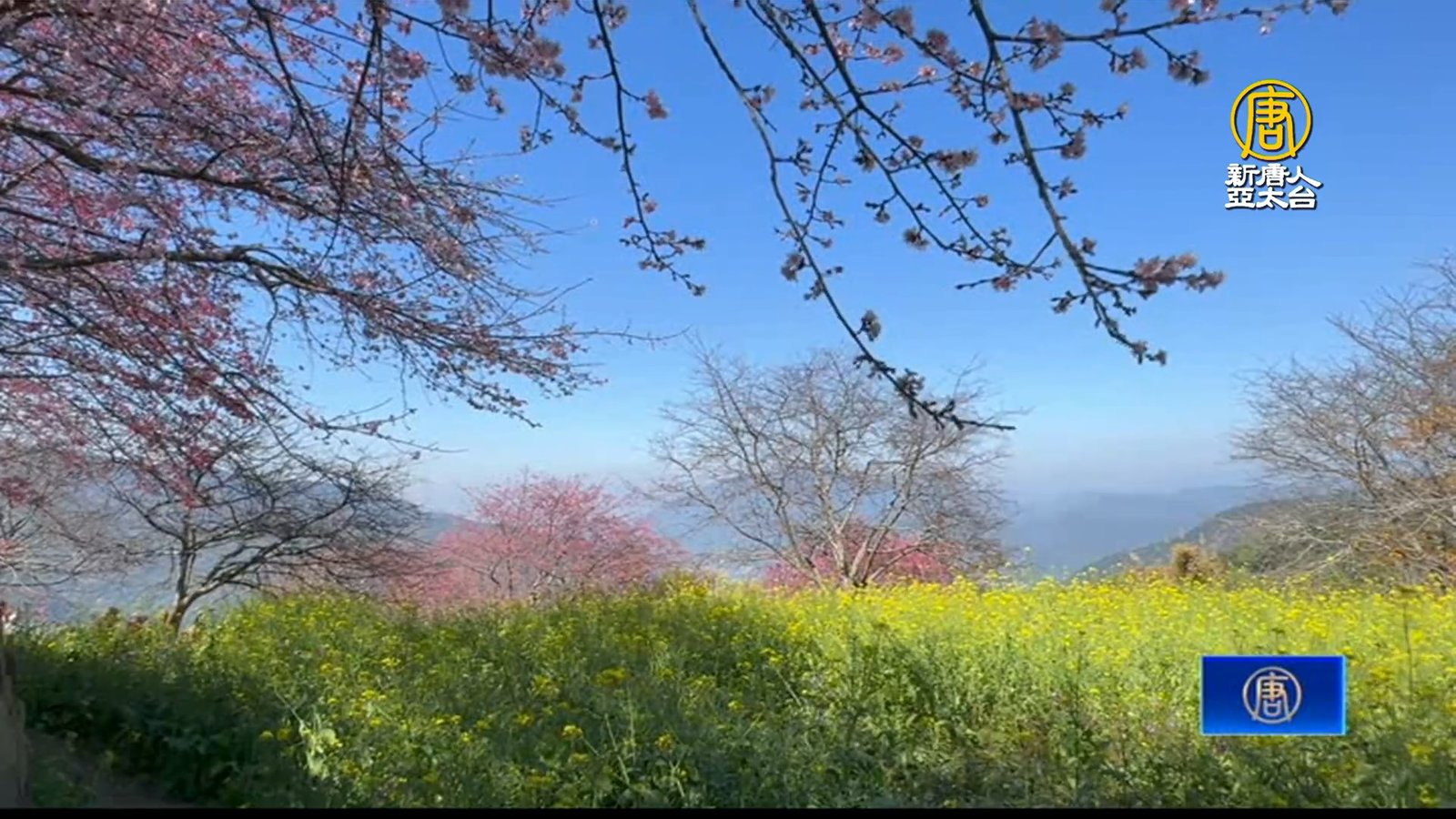 南投水里賞櫻開跑 山上櫻花已開六、七成