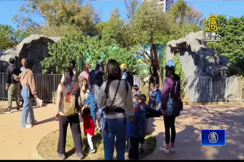 快來幫母老虎命名 竹市動物園向六福村「借老虎」