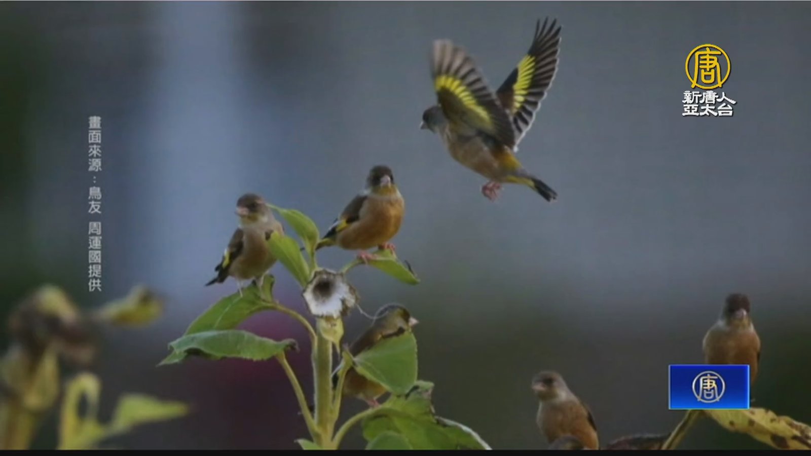 稀有冬候鳥「金翅雀」現蹤台灣 鳥友搶拍吸人潮