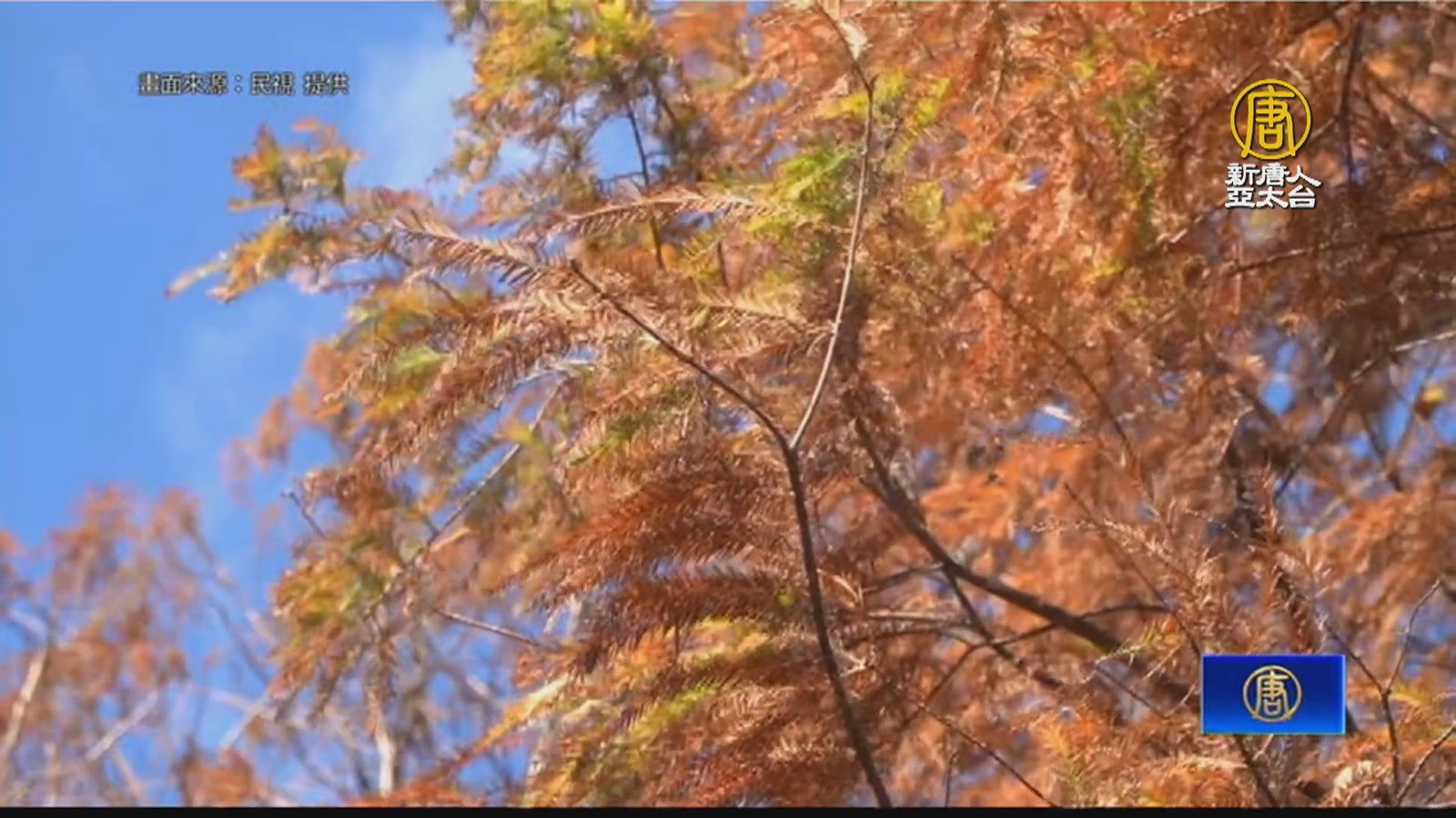 基隆垃圾掩埋場搖身變 250棵落羽松成功復育