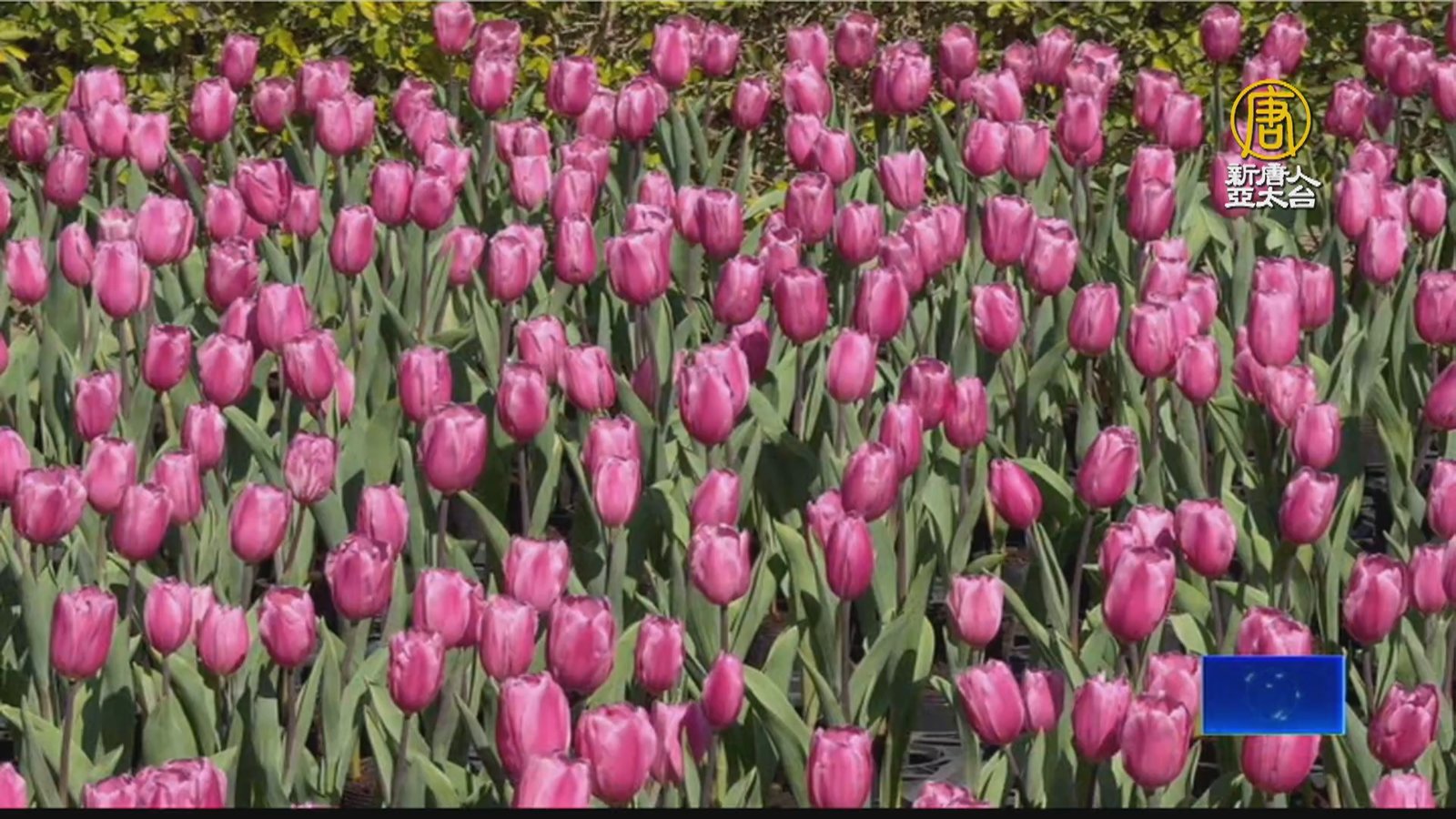 花開了!后里30萬株鬱金香、南投茶園櫻花隧道