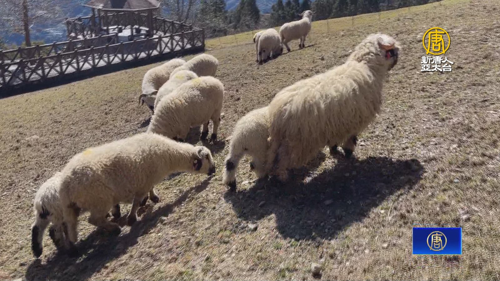 農場「笑笑羊」母嬰見客 羔羊跪乳溫馨遊客搶看