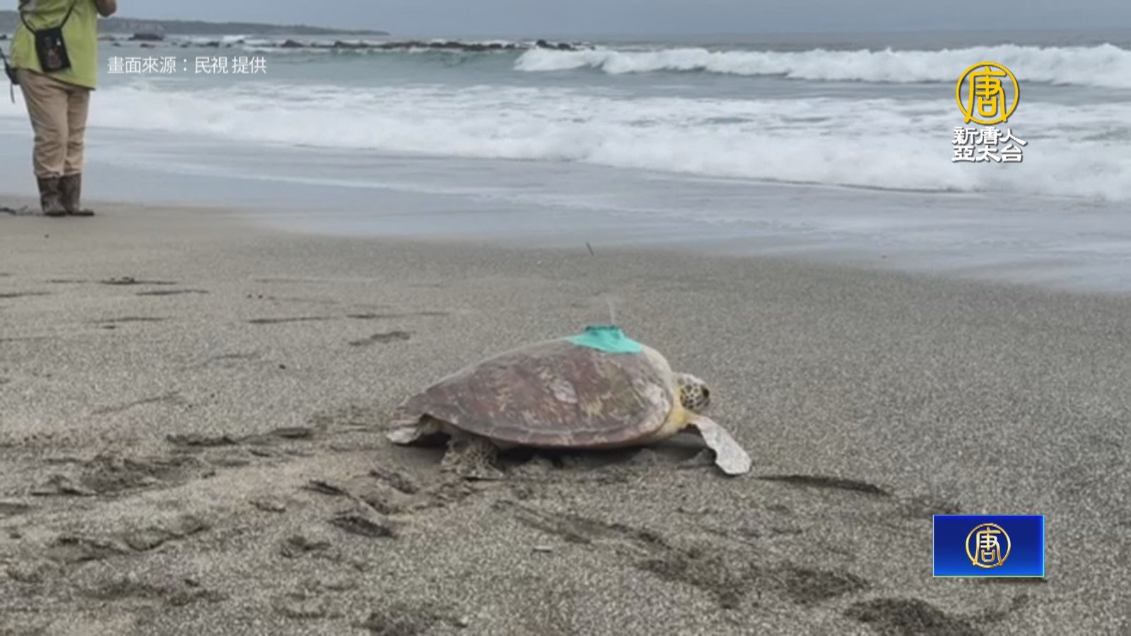 綠蠵龜腫瘤治癒 野放回歸大海 海生館裝發報器追蹤