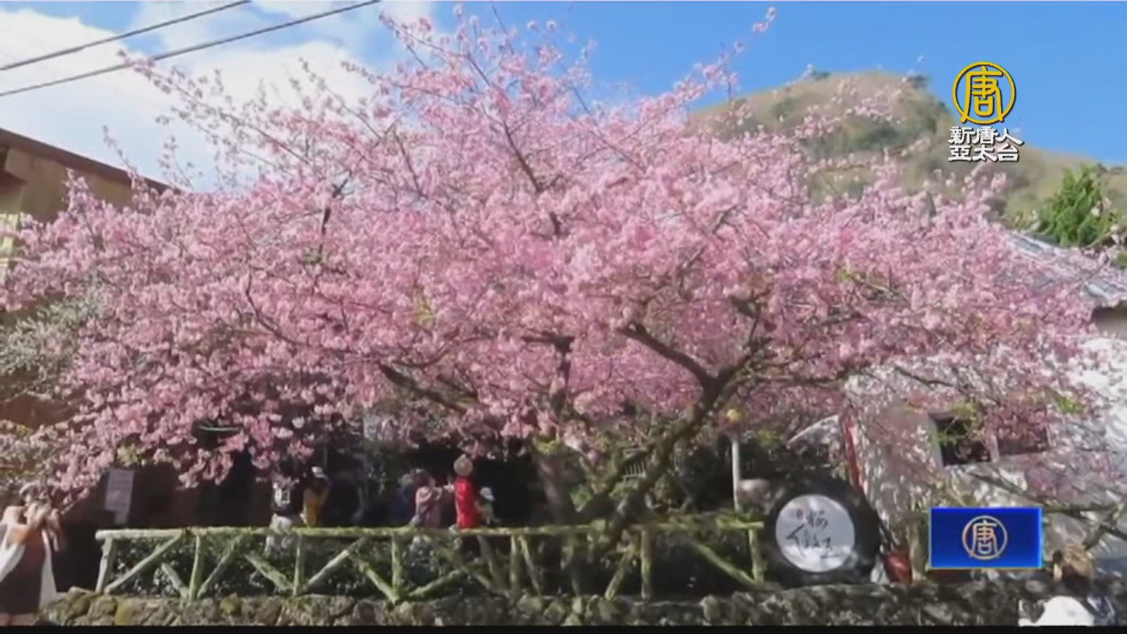 賞櫻正逢時 嘉義太和村「河津櫻花王」盛開