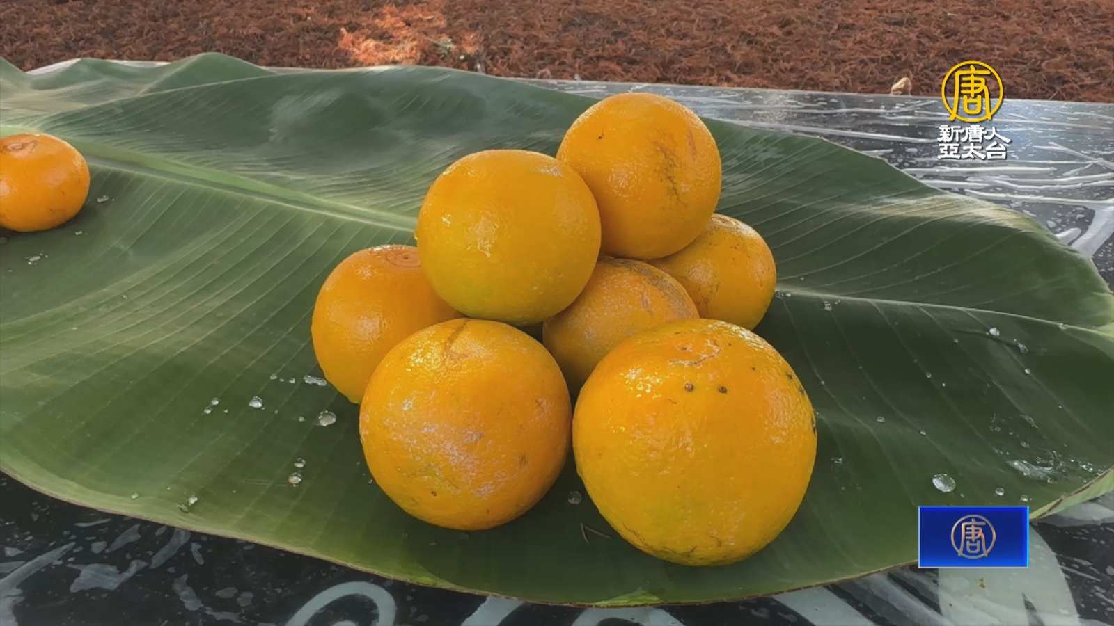 冬日橘色寶石水果「紅香橙」酸甜多汁新鮮上市