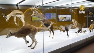 科博館新常設展開幕 週末有機會與標本互動