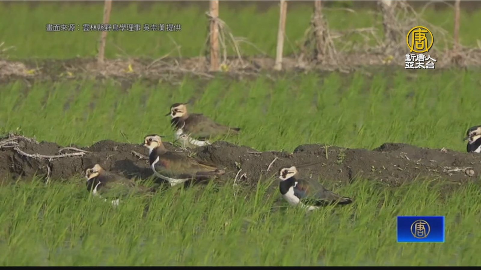 2024土豆鳥大集合 普查數量再破紀錄